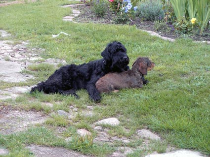 unsere Hunde